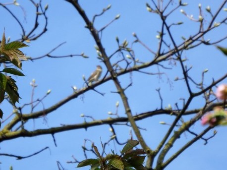 bonte vliegen vanger